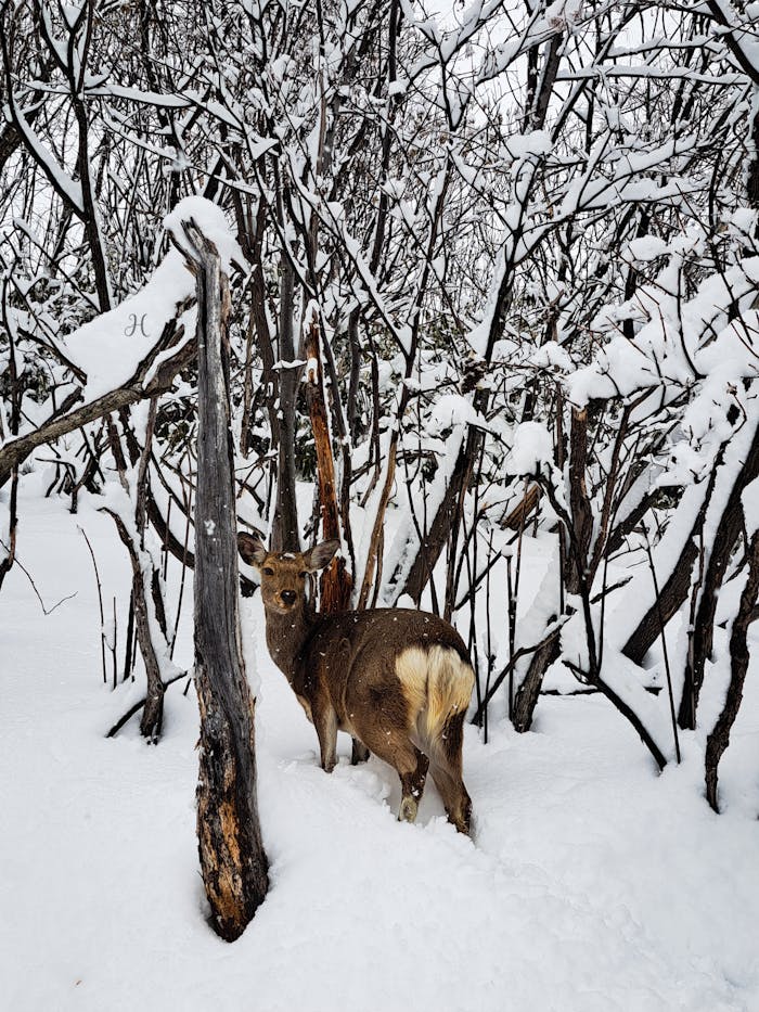 A majestic sika deer stands amidst a snowy forest in Hokkaidō, Japan.