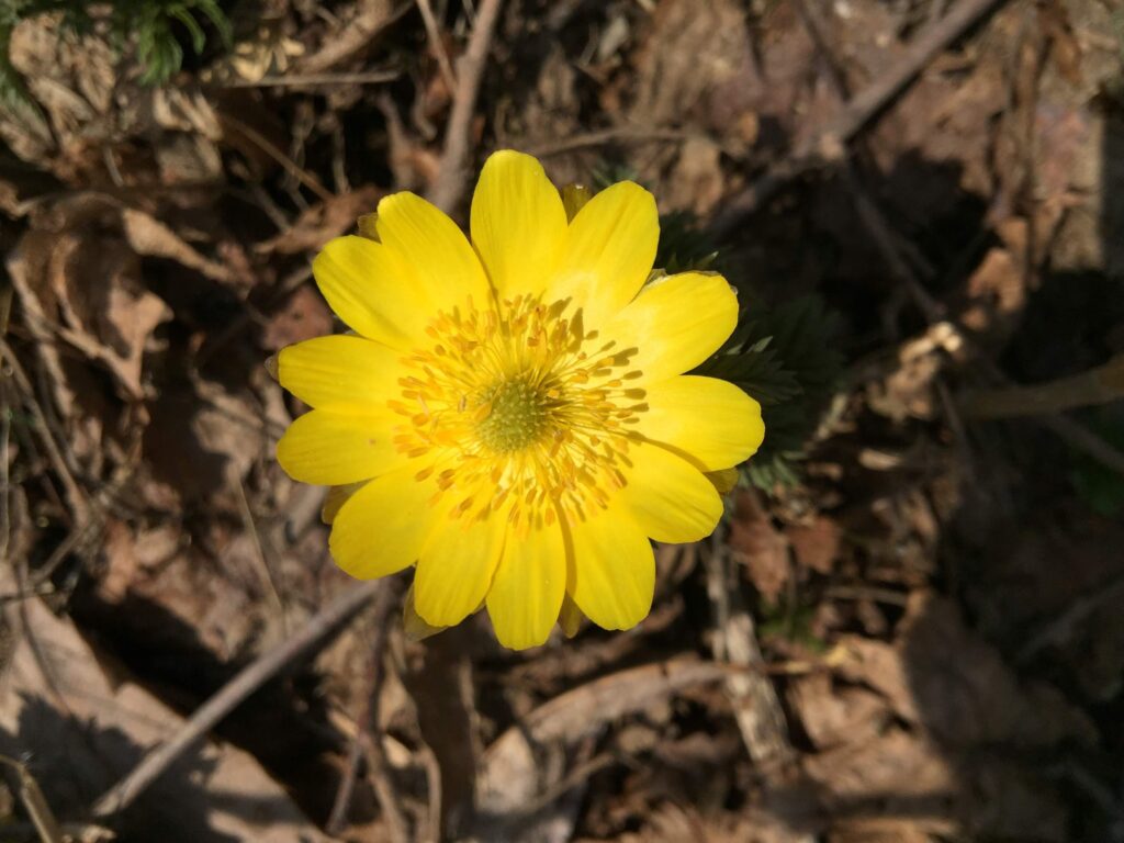 福寿草