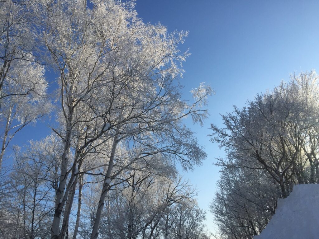 冬の朝 冬の朝