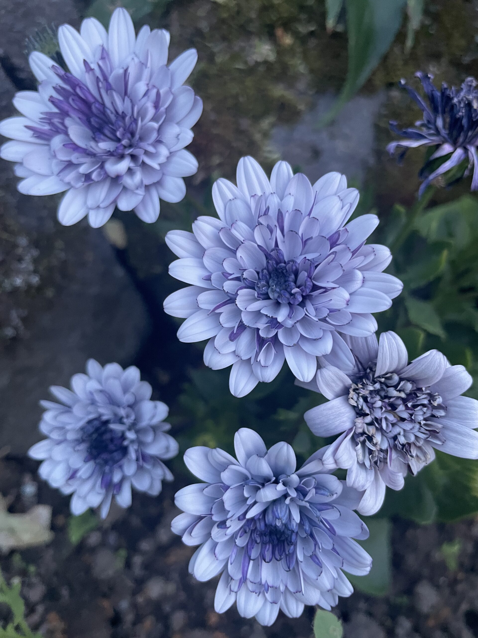 6月の花と野菜
