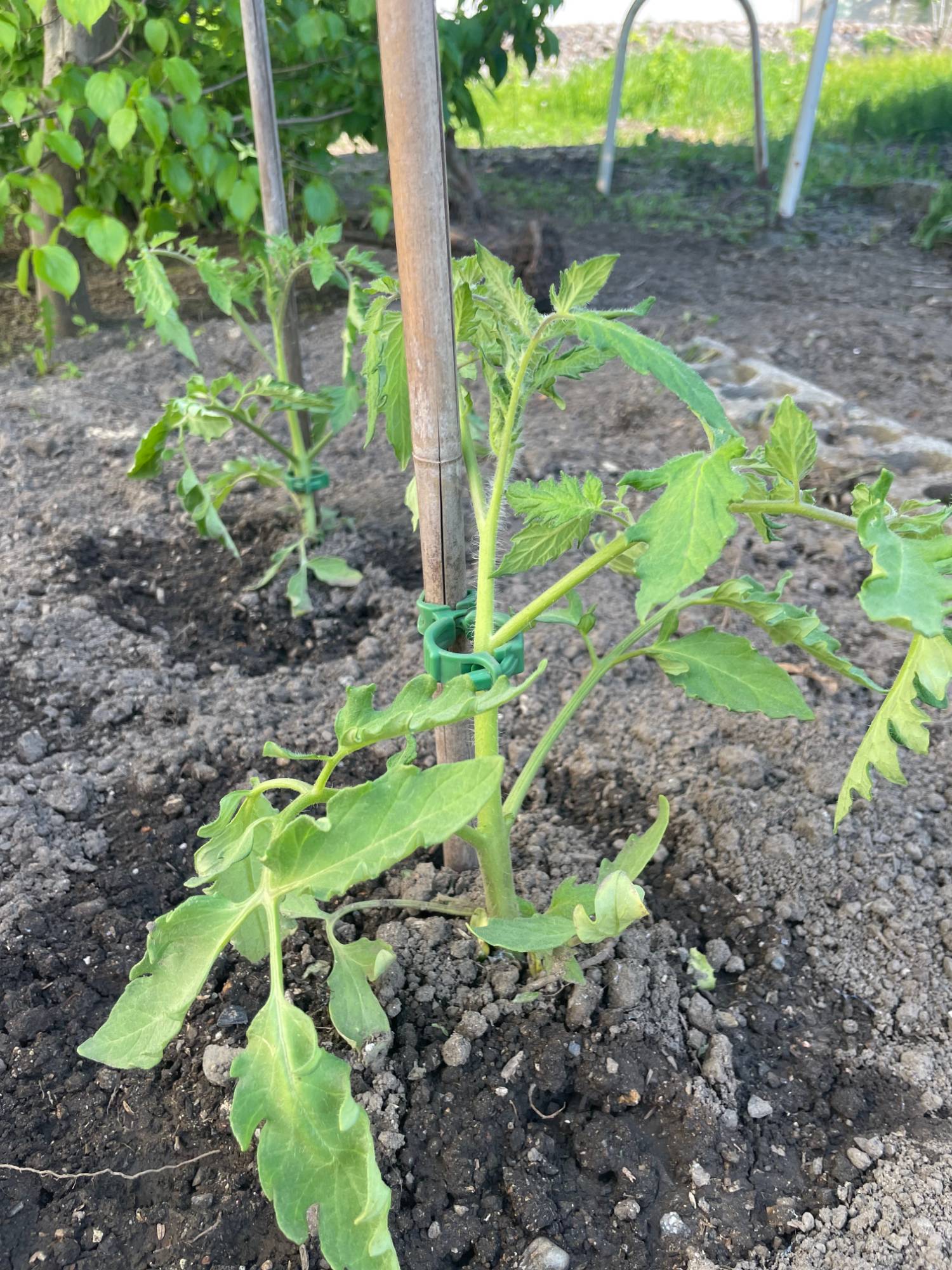 トマトの苗を植え付けたところ