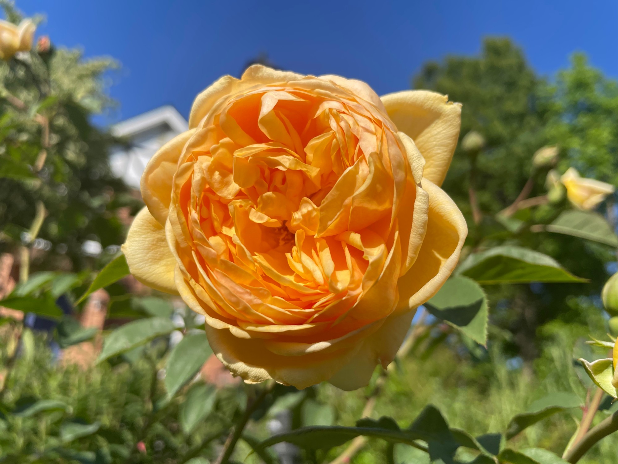 今年も庭仕事スタート！夏野菜を植えて、バラが咲いた週末のこと