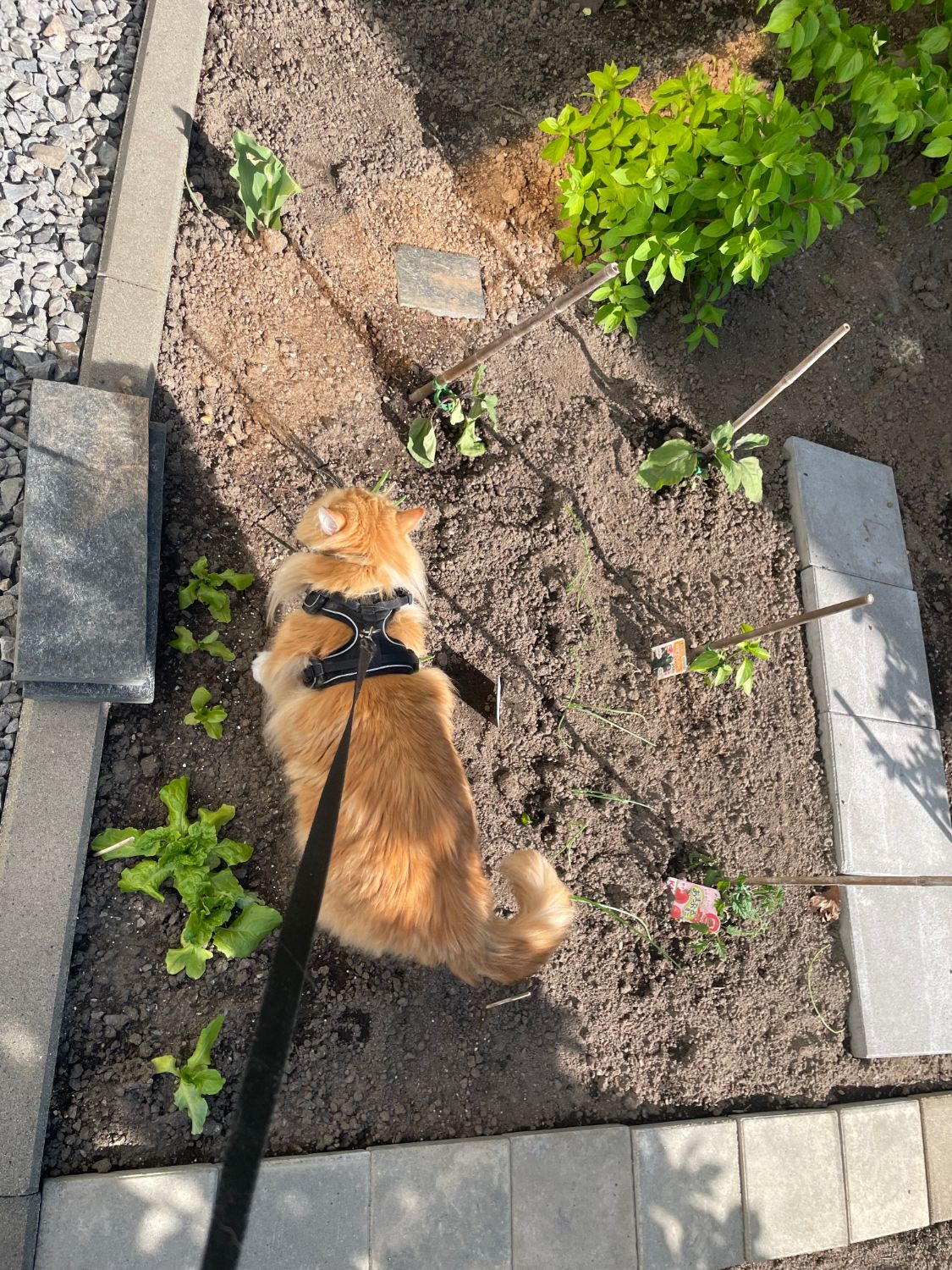 ハーネスをつけた猫が庭の畑を眺めている