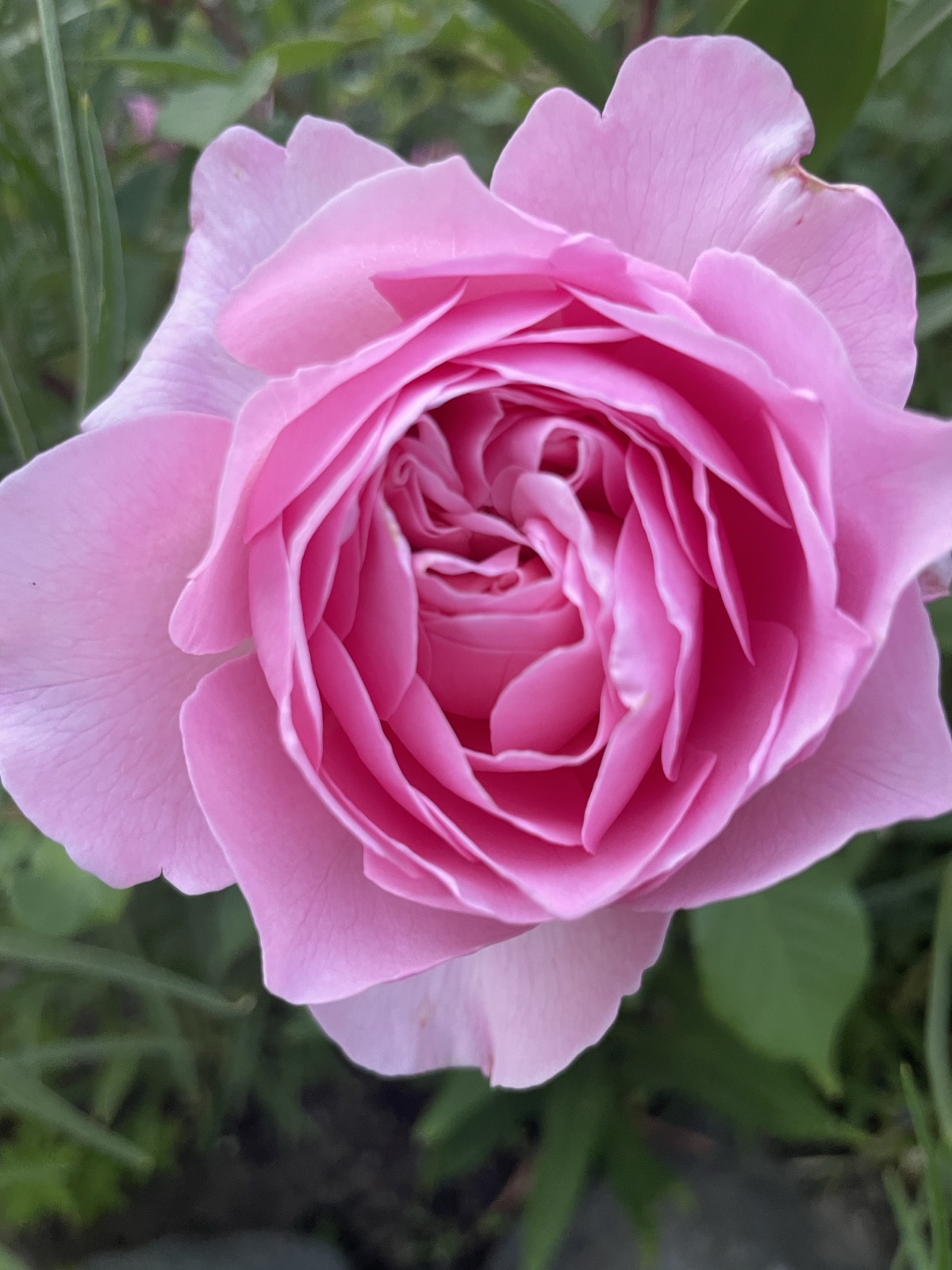濃いピンクのバラ。花びらがたっぷりと重なり合う美しさ