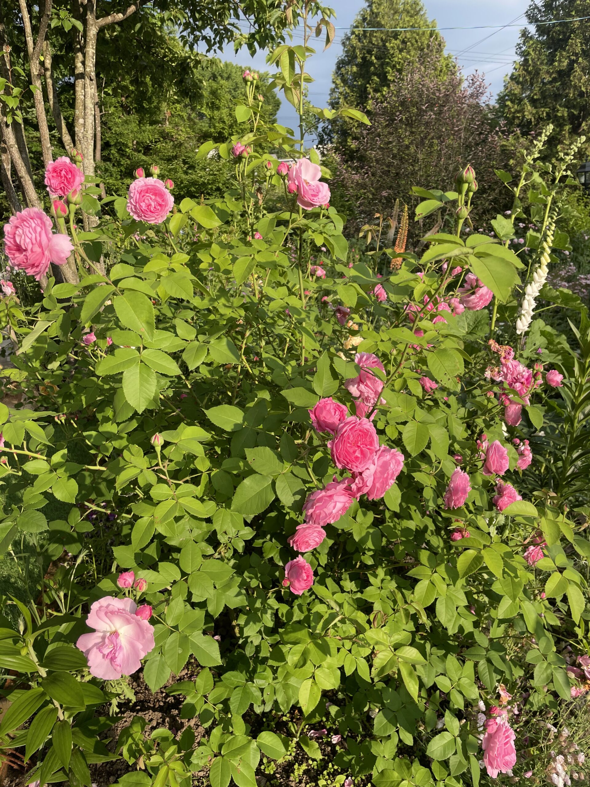 7月は花がら摘みに追われる日々